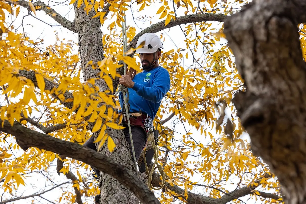 Skilled Tree Transplanting crew working in Plain City